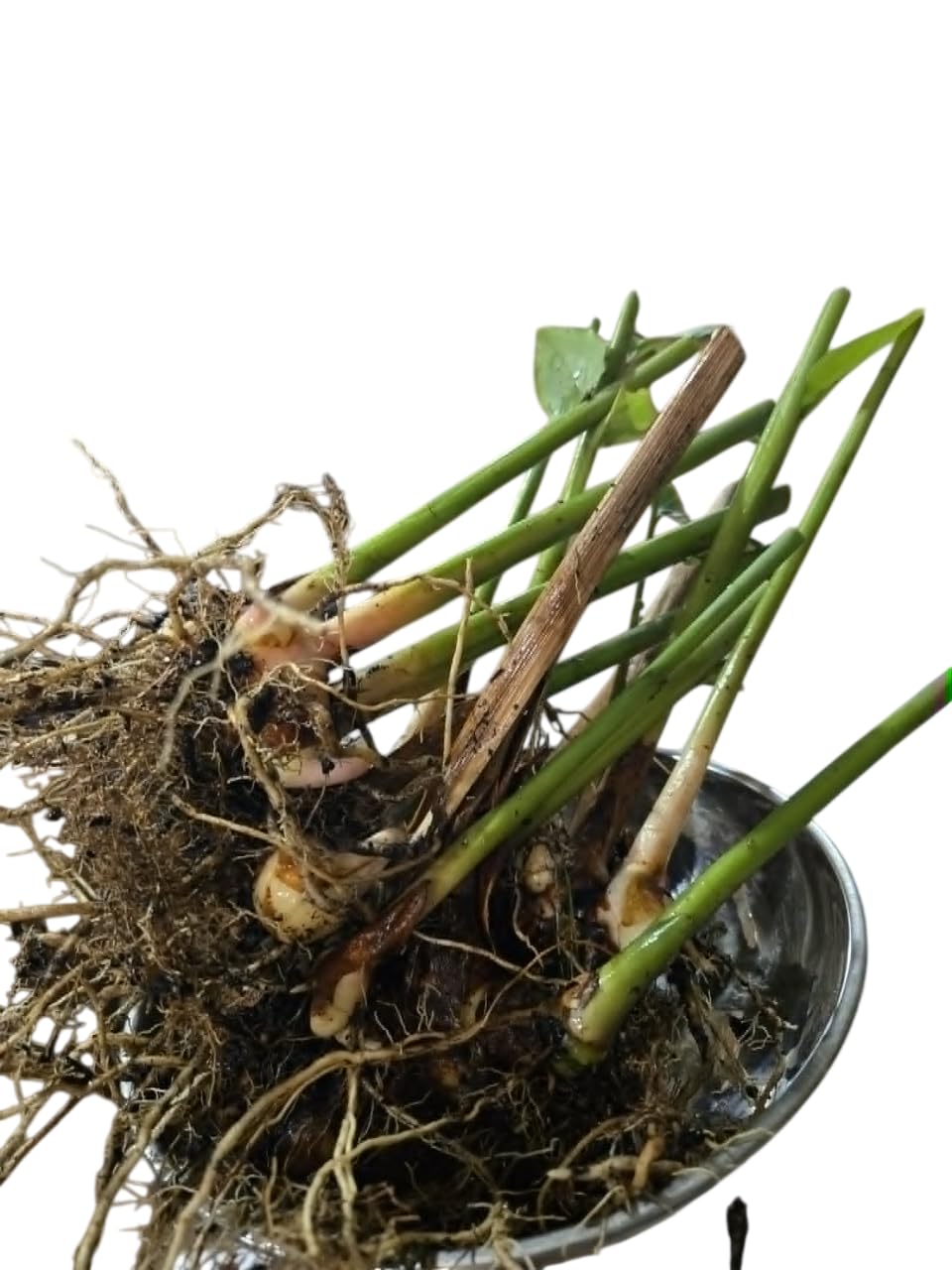 Live Ginger Shampoo Plant Hawaiian Shampoo Ginger Awapuhi Zingiber Zerumbet Red Lily Gingers Roots with Stems, 5-8 Inch Tall