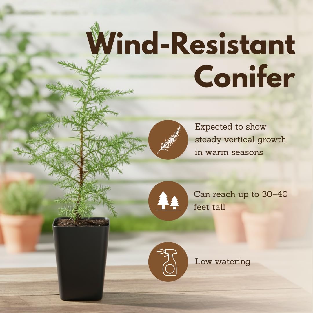 My Shelfie – Arizona Cypress Bonsai Starter Tree (Cupressus arizonica), Live Evergreen Plant for Indoor or Outdoor Bonsai Forest Garden, Home & Living Room Décor (3)