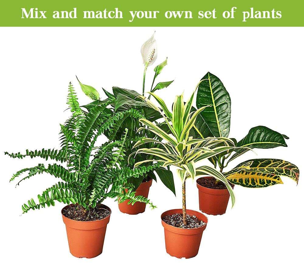 Pothos Golden Live Plant for Indoor | Different Houseplants in 4'' & 6'' Pot | Real House Plant for Living Room, Office, Desk & Bathroom | Epipremnum Aureum | Devil's Ivy