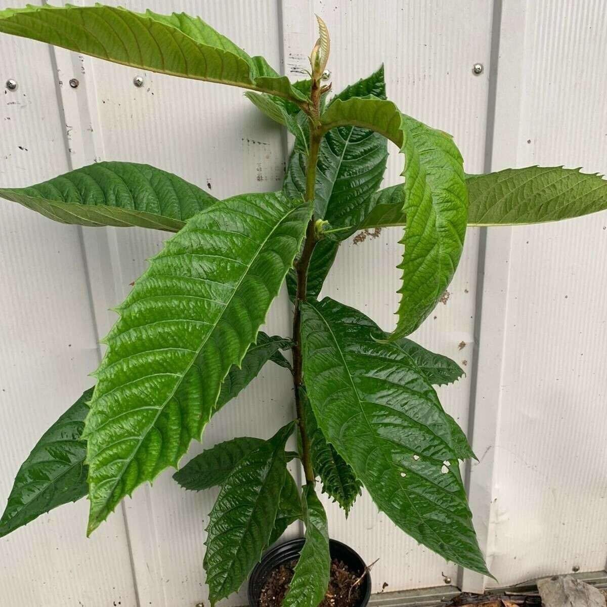 Live Plant - Loquat (Eriobotrya Japonica) Tropical Live Fruit Tree 1β-2β