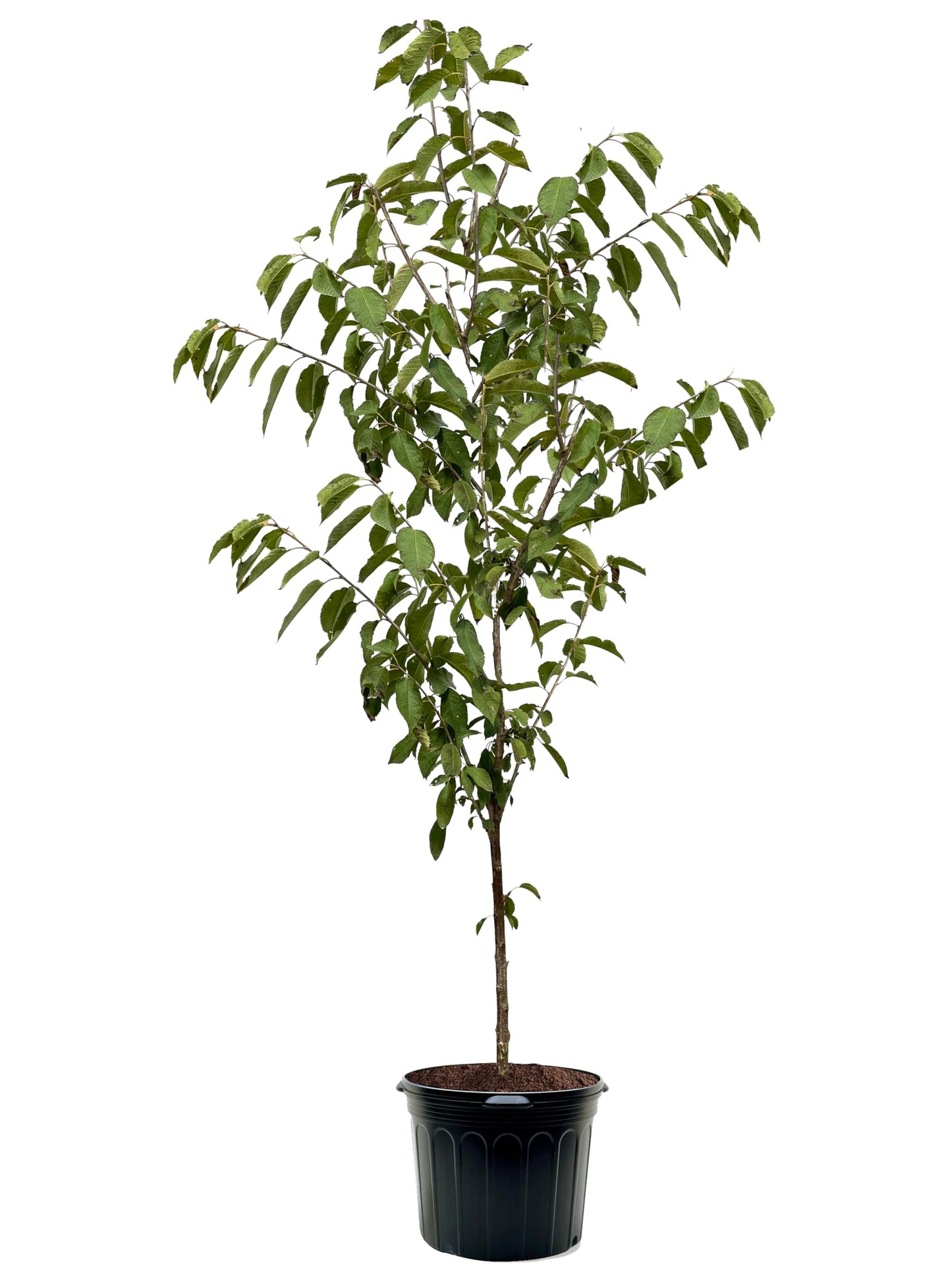 American Plant Exchange Cherry Tree 'Rainier Sweet' – Live Fruit-Bearing Plant, 5-Gallon Pot, Cold Hardy, Sweet Edible Cherries for Outdoor Orchards and Landscapes