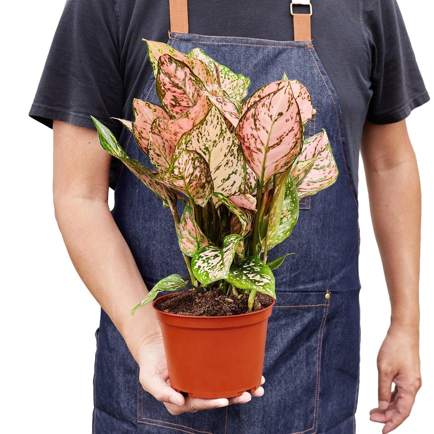10 Pack Chinese Evergreen 'Lady Valentine' in 4in Pot - Live Plants Tropical Houseplants | Variegated | USA Growers | The Snobby Leaf