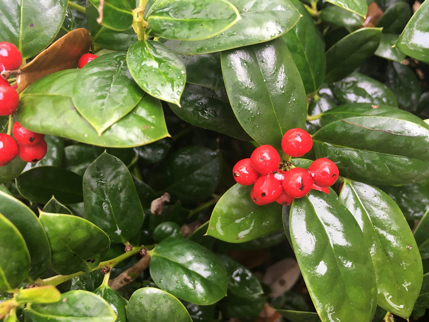 Dwarf Burford Holly β Compact Evergreen Shrub with Glossy Green Leaves and Red Winter Berries β Low Maintenance Landscape Plant for Borders, Hedges & Gardens β Live Plant (Liner/Starter Plant)