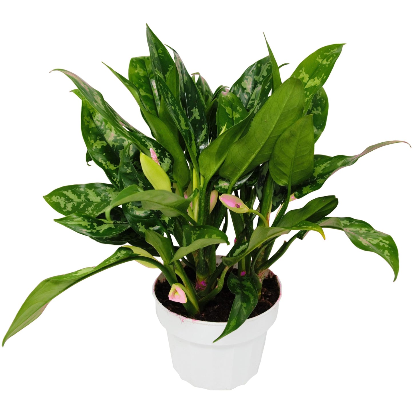6 Pack Chinese Evergreen 'Maria' in 6in Pot - Live Tropical Houseplant - Easy to Grow | Air Purifying | Variegated | USA Growers | The Snobby Leaf