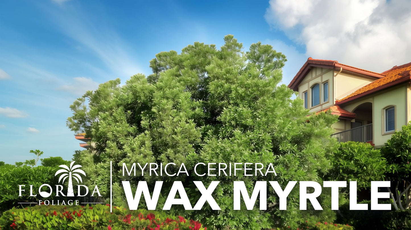 Wax Myrtle | 10 Live Plants | Myrica Cerifera | Fast Growing Shrub, Privacy Screen, Evergreen Foliage, Ornamental, Drought Tolerant, Low Maintenance, Garden Landscape