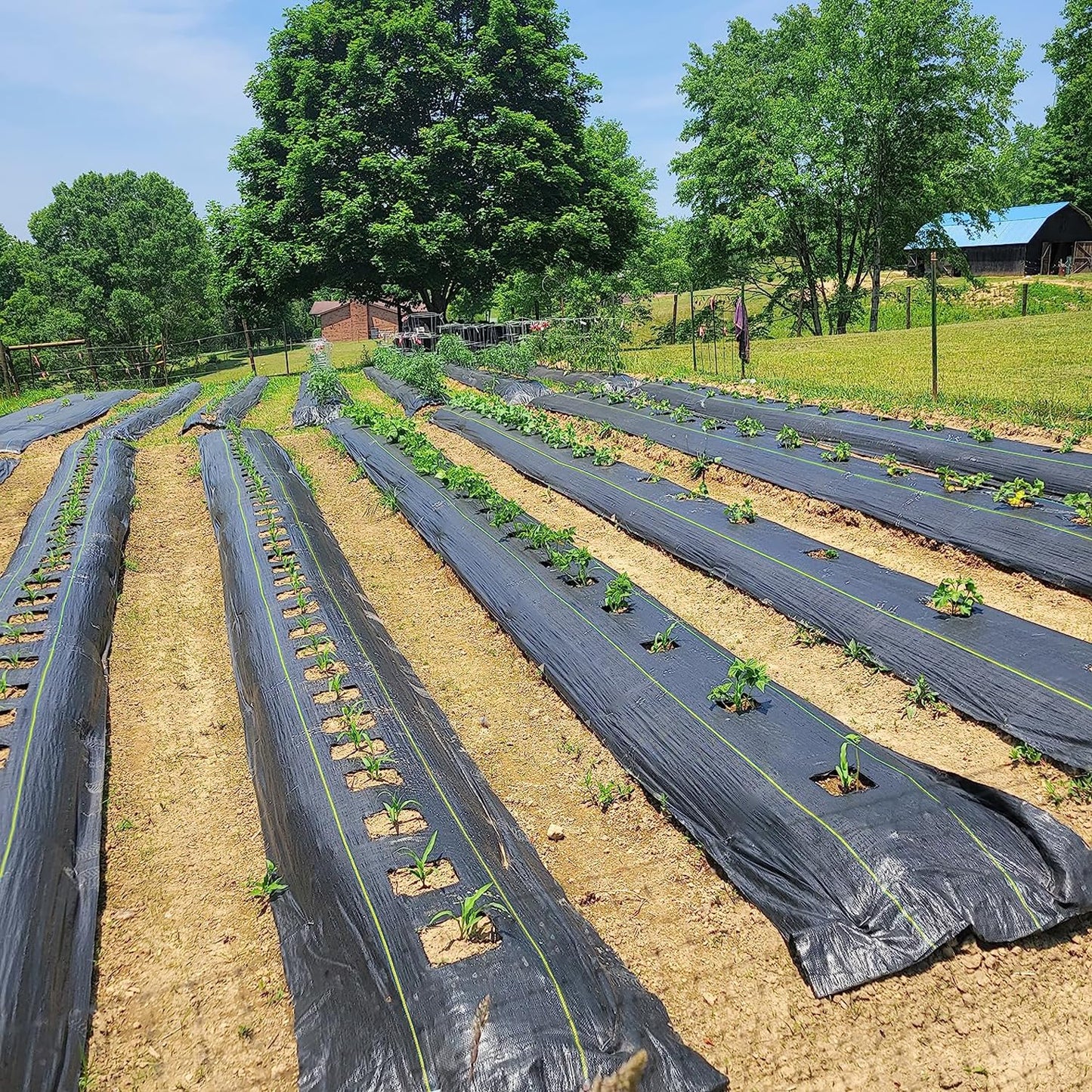 KANAGAWA 3oz Heavy Duty 3ft x 100ft Weed Barrier Fabric Professional Woven Landscape Ground Cover with 30 Landscape Staples, Landscape Fabric Density for Driveway Garden Yard Greenhouse Gardening