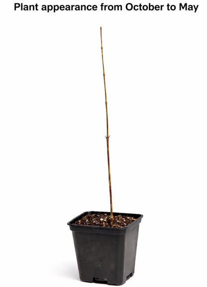 American Sycamore Tree - 10-18" Tall - Quart Pot - Live Plant - Platanus occidentalis