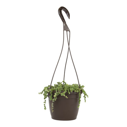 String of Pearls Plant Live Succulents in Hanging Planter, Succulents Plants Live Houseplants Mini Succulents, String of Pearls Live Succulent Live Plants Indoor Plant Indoor Plants by Plants for Pets