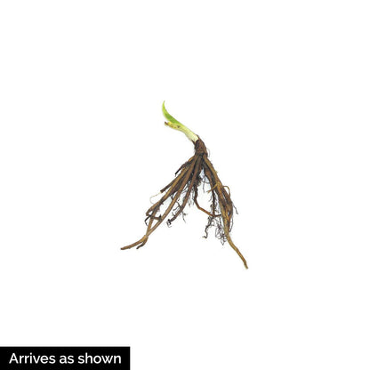 GARDENS ALIVE! - Buttered Popcorn Yellow Flowering Daylily Hemerocallis Dormant Bare Root Perennial Starter Plant Roots, 3 Plants per Offer