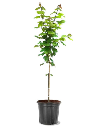 Autumn Blaze Maple, 1 Gallon Live Nursery Pot, Fast Growing Shade Tree with Fall Color | Arbor Day Foundation (Due to Agricultural Laws, Unavailable to CA or AZ)