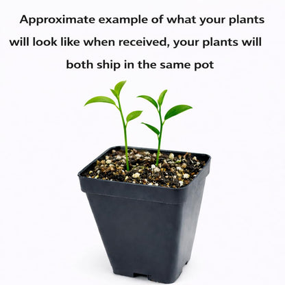 2 Kaffir Lime Trees - 2-4 Inch Tall Makrut/Thai Lime Live Plants - Potted Fruit Seedlings - Citrus Hystrix - (2 Pack)