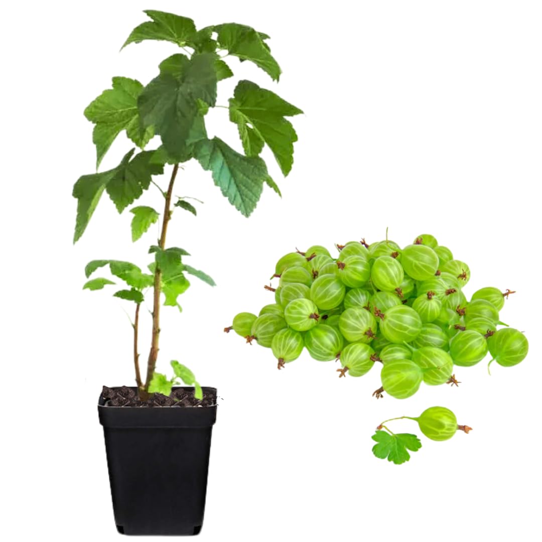 Sweet Gooseberry Plant Live to Grow, Gooseberry Bushes Live Plant 5 to 9 Inch Height, Gooseberries Fruit Well Rooted