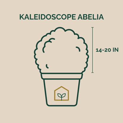 Kaleidoscope Abelia 3-Gallon