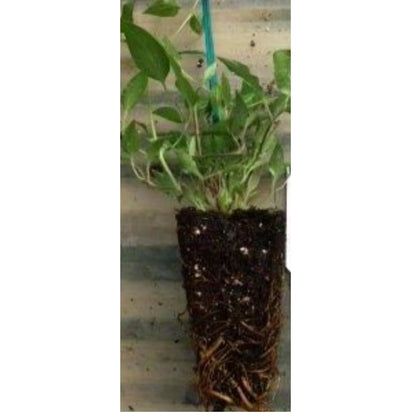 Mandarin Honeysuckle Vine - Perennial - Lonicera - 2.5" Pot