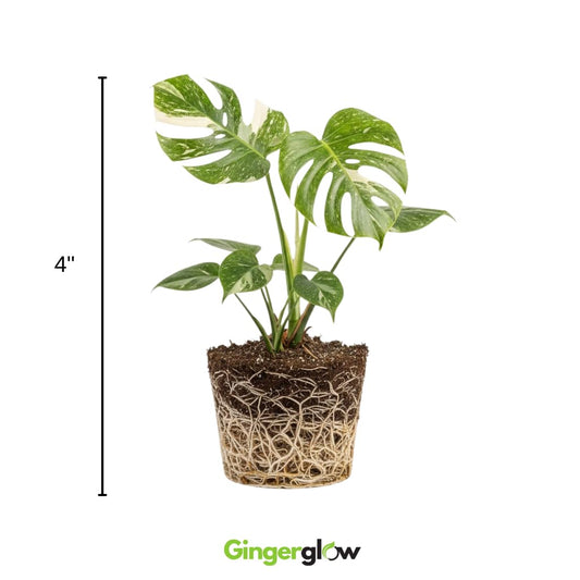 Monstera Thai Constellation Live Plant 4 Inch Tall | Variegated Monstera Plant Live | Tropical Indoor Houseplant for Shelf, Desk or Living Space