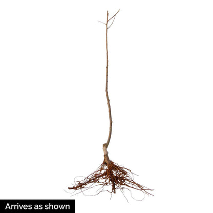 GURNEY'S - Fuji Apple Standard Fruit Tree, Dormant Bare Root Starter Tree, 1-Pack - Due to State restrictions Can't Ship to Montana