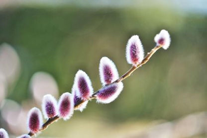 Purple Pussy Willow Tree Cuttings to Grow -Stunning Purple Spring Catskins (2 Cuttings)