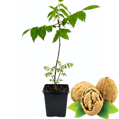Black Walnut Tree Live Plant in 4" Pot, Hardy Walnut Plant 1 Year Old for Outdoor Planting