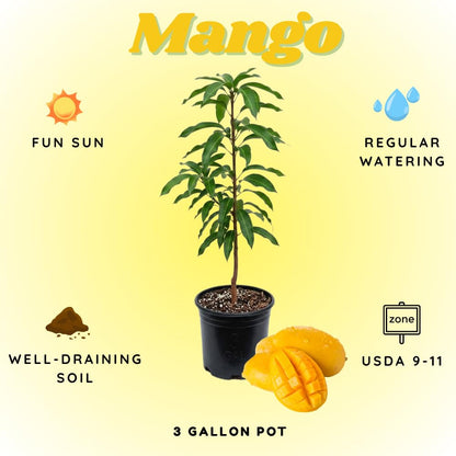 Ice Cream Mango Plant, Mango Trees Live Plants, Tropical Fruit Tree for Outdoor Planting 2-3 Feet Tall in 3 Gallon