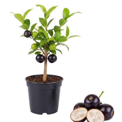 Black Jaboticaba Tree Plant Live, Jaboticaba Grape Fruit Plant, 5 to 8 Inc Long, Tropical Plants Garden
