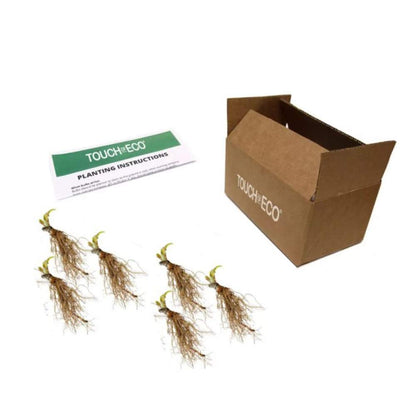 6 Pack of Mixed Heart-Shaped Hosta Bare Roots Plants - Rich Green Foliage, Low Maintenance for Your Home and Garden, Shipped Fresh & Daily from Our Coolers. 1000's Sold