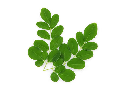25 Seeds of The Tree of Life - The Moringa Tree - Superfood, Easy to Grow, Fast Growing Tree with Edible Leaves, Stems, Seeds - Marde Ross & Company…