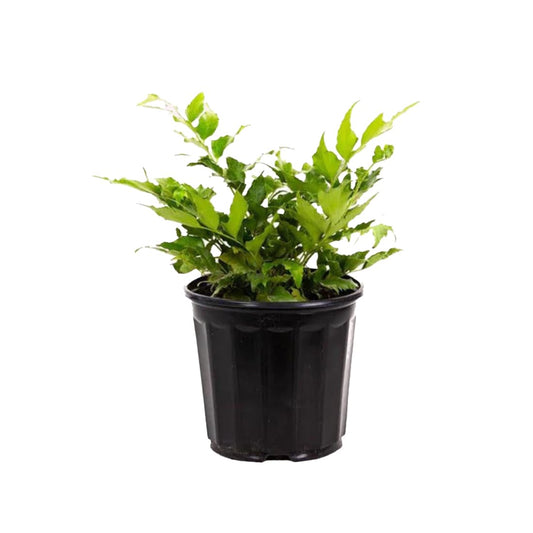 American Plant Exchange Holly Fern – 6-Inch Pot – Live Easy Care Shade-Loving Plant, Versatile Green Foliage for Home, Garden, Landscape, or Patio Decor