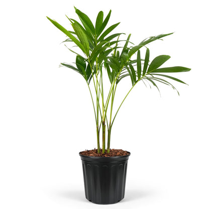 Christmas Palm Triple Tree - Tropical Adonidia Merrillii (Veitchia merrillii), Evergreen Low Maintenance Accent Live Plant for Gardens & Patios, Ideal for Indoor & Outdoor Spaces (1gal Pot, 1-2ft)