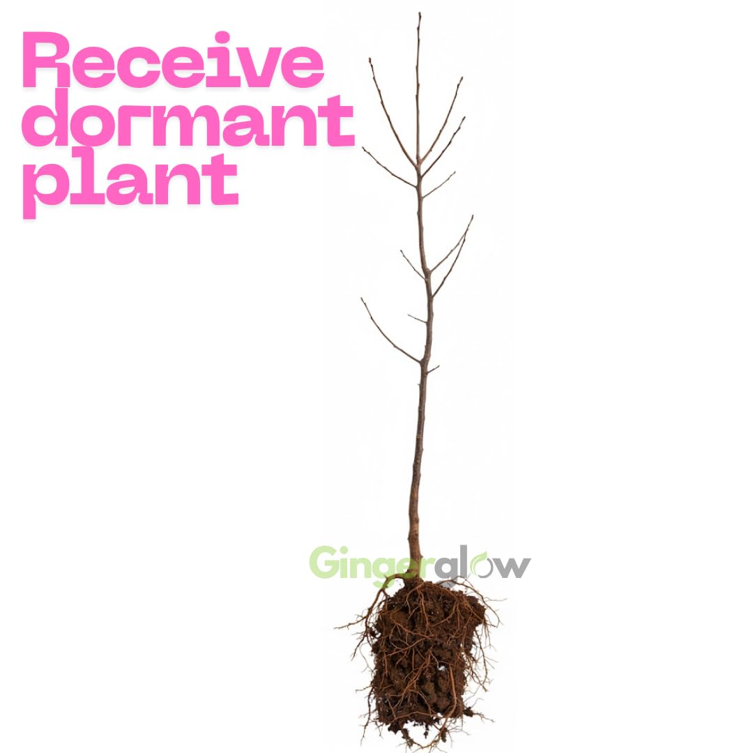 5 Live Chinese Elm Trees 1-2 Feet Tall | Fast-Growing Elm Tree for Boundary Rows & Garden Landscaping | Easy-to-Grow Outdoor | Dormant Tree
