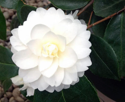 Live Plant - Buttermint Unique Bloom Camellia Japonica-Live Starter Plant