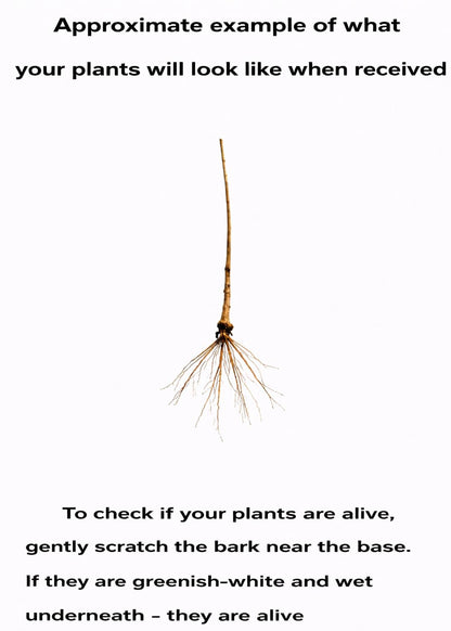 5 Black Elderberry Trees - 6-12" Tall Live Plants - Antioxidant-Rich Berry Fruit Shrubs - Sambucus Canadensis - (5 Pack)