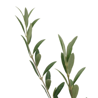 American Plant Exchange Arbequina Olive Tree – Live 5-Inch Pot, Fruit Bearing Tree, Cold Hardy Edible Variety for Containers, Patios, and Mediterranean-Inspired Gardens