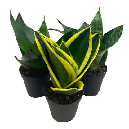 BubbleBlooms Sansevieria Trifasciata Assortment 3 Different Dwarf Rosette-Shaped Snake Plants in 2 inch pots