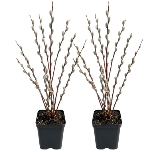 2 French Pussy Willow Live Plant, 12-18 Inch Tall in 2.5 Inch Pot, Pussy Willow Tree for Outdoor Planting, Ideal for Landscape Use and Seasonal Interest, Easy to Care