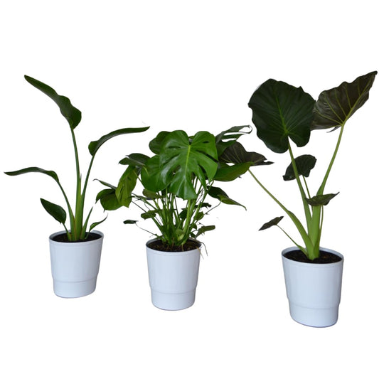 Live Plant Starter Pack | 3 Large Indoor Plants in 10” Pots – Alocasia Regal Shield, White Bird of Paradise & Monstera Deliciosa | Perfect for Apartments, New Homes, Dorm Rooms & Housewarming Gifts