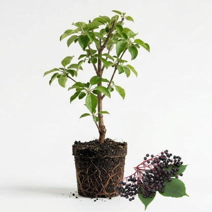 2 Black Elderberry Live Bare Root Plants | 8-12" Cold-Hardy Rooted Cuttings | Fast-Growing Deciduous Fruit Trees for Backyard and Patio | Easy to Care and Maintain