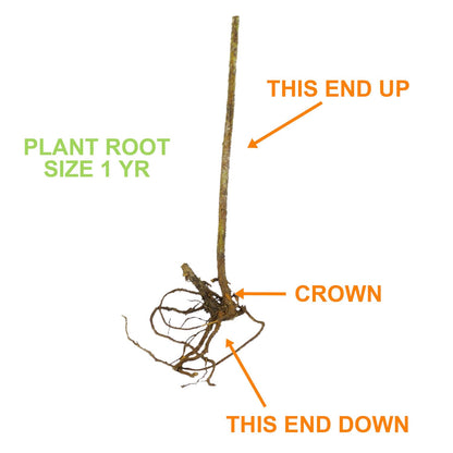 Garden State Bulb Latham Raspberry Bare Roots for Planting, Non-GMO (Bag of 2)