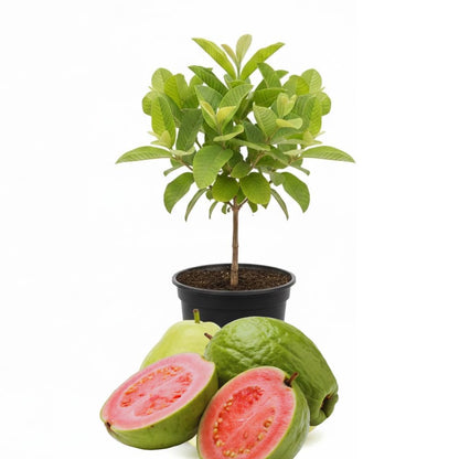 2 Guava Plants Live, Pink Guava Tree Live Plant, 4-8'' Tall, Easy Tropical Fruit for Gardens, No Potted