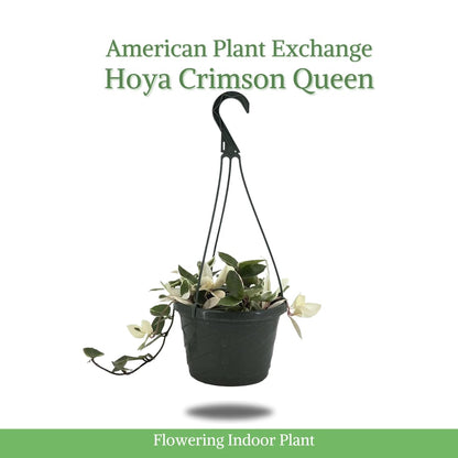 American Plant Exchange Hoya Krimson Queen, 8-Inch Hanging Basket, Flowering Indoor Houseplant, Live Wax Plant, Cascading Pink and White Foliage