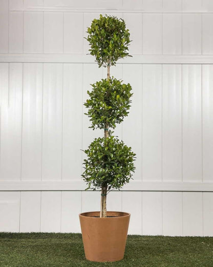 RedCrocus - RedCrocus Dwarf Brush Cherry Eugenia m. 'Globulus' 3 Ball Standard Evergreen Shrub, Perfect for Gardens & Containers, Floral Spring Blooms, Pet Warning 12" Pot