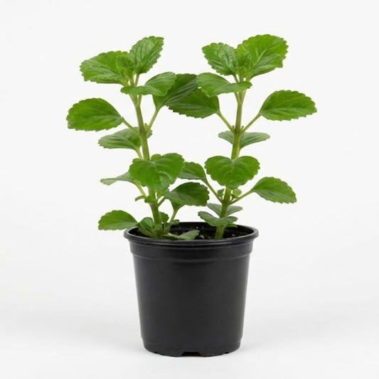 2 Swedish Ivy Plants Live House Plants | 2 Plant Per 3.25 Inch Pot | Trailing Indoor Plant for Home Decor, Shelves & Hanging Displays