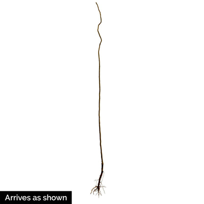 SPRING HILL NURSERIES - Weeping Willow Dormant Bare Root Starter Tree, One Tree Per Offer - Due to restrictions Can't Ship to MD, MT, or WI