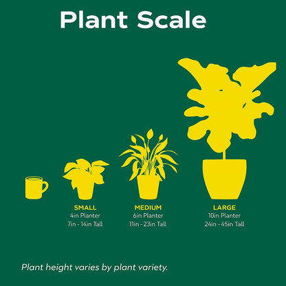 Dracaena Lime Light | Live Plant for Indoor & Outdoor | for Living Room, Office, Bathroom | (6" Pot)