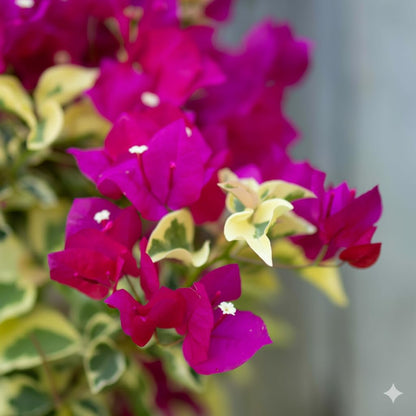 Pink Bougainvillea Plants - Live Raspberry Ice Bougainvillea Plants – Pack of 2 – Rare Variegated Bougainvillea with Pink & Cream Blooms – Hardy Flowering Vine – Ideal for Containers & Trellises