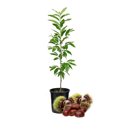 3 Years Old Chestnut Tree Live Plant, 2-3 Feet in 3 Gallon Well Rooted, Cold Hardy Chesnut Plant for Outdoor Spring Planting, No Ship to CA