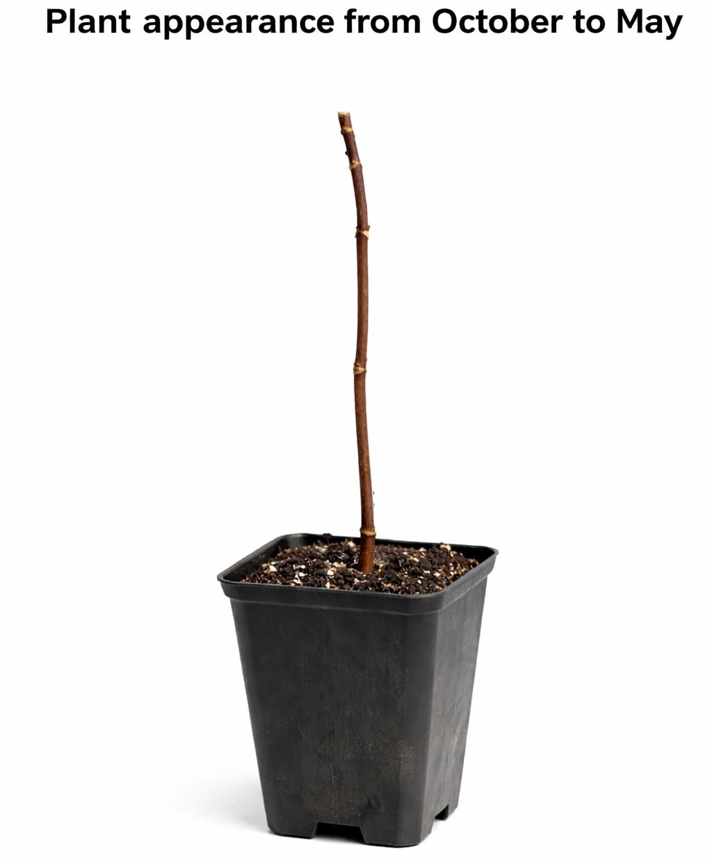 Ann Magnolia Tree/Shrub - 6-12" Tall Live Plant - 2.5" Pot - Compact Magnolia Bush - Magnolia x 'Ann'