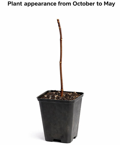 Ann Magnolia Tree/Shrub - 6-12" Tall Live Plant - 2.5" Pot - Compact Magnolia Bush - Magnolia x 'Ann'