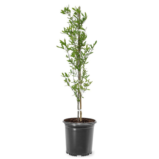 Live Oak Tree, Evergreen, Nut Producing, Long Living, Canopy/Shade Tree, 2-3 ft Tree Height, 1 gal. Nursery Pot (Due to Agricultural Laws, we Cannot Ship to CA, AZ, AK, or HI)