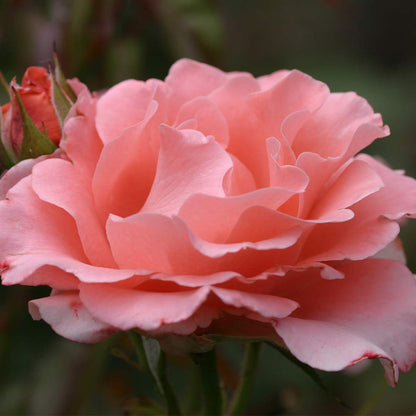 Heirloom Roses Rose Plant - Paris de Yves St. Laurent ™ Pink Rose Bush, Hybrid Tea Live Plant for Planting Outdoors