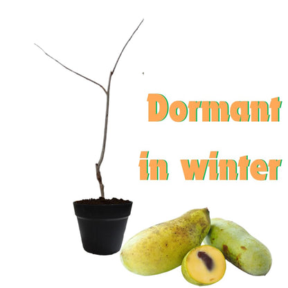 10 Months Old Pawpaw Tree Live Plant Seedling for Spring Planting, 6-12 Inches Tall, Quart Pot, Hardy Paw Paw Fruit Trees
